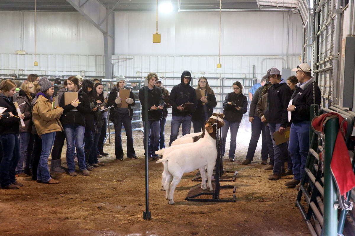 FFA Livestock Judging (1).JPG